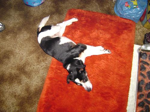 my dog - this is my dog deefer (d fer dog, get it??)...  he is trying to get some sleep after being pestered by my mums 2 puppies... he thinks he's too old for all that playing around lol!