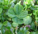 Four Leaf Clover - An evasive Four Leaf Clover! :) Four Leaf Clover - An evasive Four Leaf Clover! :)