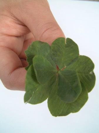 Seven leaf clover  - Its a photograf of a seven leaf clover, the current record of most leafs on a leaf clover.
