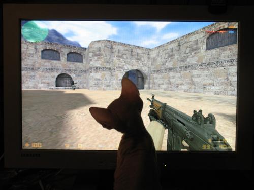 i am on the position - this is my cat