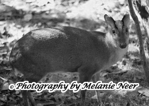 One of My Photos Sent - image of a Pudu Deer