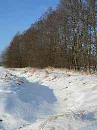 stream - A stream hidden under snow