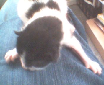 new kitten - Checkers' third kitten from the 3rd litter. Cop Car Cat, it's black and white!