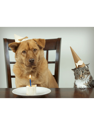 birthday doggie - Enemies celebrating Birthday together.