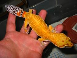 Extreme Tangerine Leopard Gecko - One of the nicest leopard geckos I have ever produced.