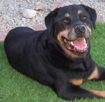 Storm - Here is a picture of Storm.  He passed away June 4, 2006 at the age of 11 1/2.  He was my buddy and I miss him every day