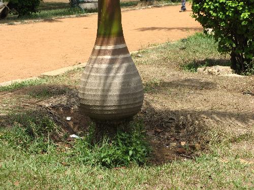 Special Tree - Have a look at the stem of this tree. Its very different. I took this pic at Lal Bagh in Bangalore.