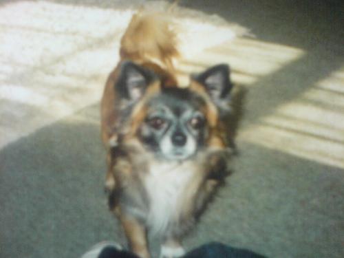 My Gissi - Adorable lovable sweet funny mischievous and best Dog in the World