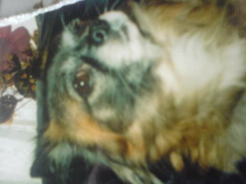 My Gissi  - Most lovable adorable and cute Dog lol
