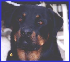 Taz - Taz was our first rottweiler.  He did everything with us and was a wonderful boy