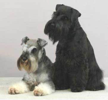 Mini Schnauzers - The greatest little dogs in the world!