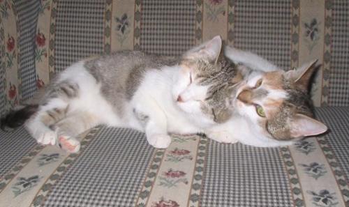 Laverne & Shirley - Laverne & Shirley wandered into our yard as just wee kittens and adopted us