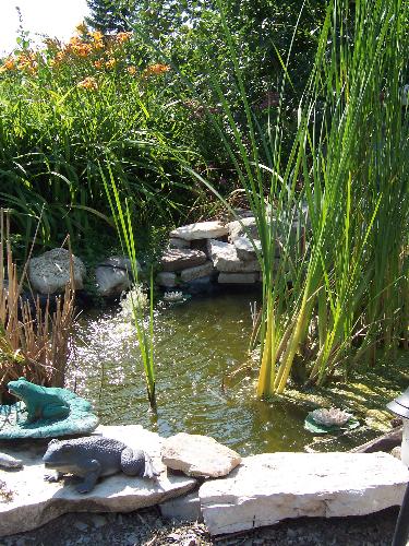 Water feature in our back yard oasis - Our back yard has been landscaped with a variety of gardens and sitting areas. This is one of two water features we have...a 650 gallon pond that David and a friend dug up. It is an Eco-pond where we have frogs, salamanders..Koi fish...even a garter snake or two enjoying the habitat. The many birds who frequent our yard love the sound of the trickling water and enjoy drinking and bathing in the ponds too.