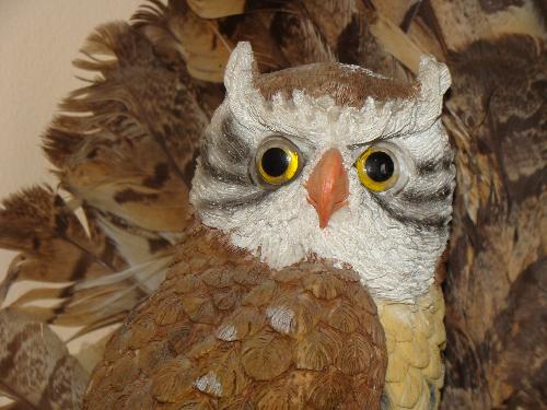 Owl from my collection - This photo was taken with my new Canon camera on the macro setting. I love the way it shows the details and expression on this special photo of my precious owls. The feathers were a gift from an Aboriginal elder..and I was thrilled to received them.