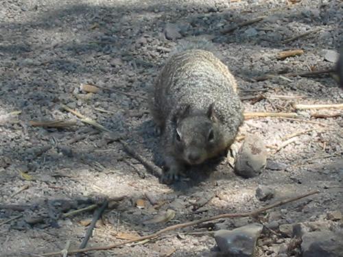 Friendly Squirrel - A squirrel visits our camp.