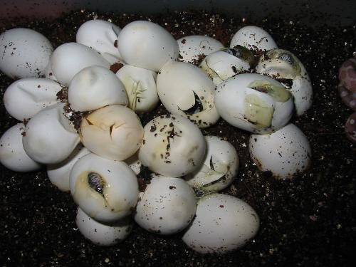 Clutch of Corn Snake eggs. - Corn snake eggs hatching.