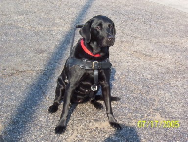 Sister SD at work - This is a picture of Sister SD (Service Dog) at work. She has been my Service Dog for the past 9 years. She came into my hame when she was just 12 weeks old and we did all our training together. We went to some classes so we would be comfortable around other dogs and people. At obedience she excelled! So we decided to go into the Obedience Show Ring. Sister received her Companion Dog Title in her FIRST 3 shows.