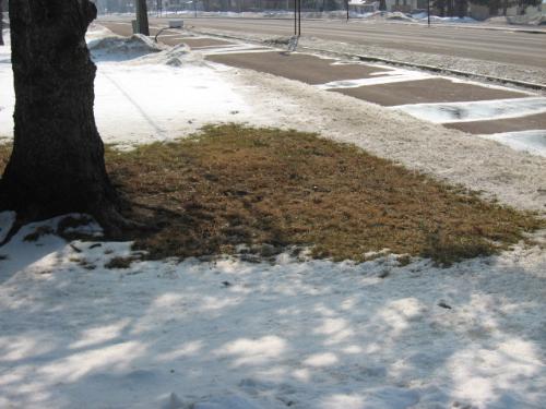 Brown Lawn - The snow is starting to melt finally. This is just temporary though.
