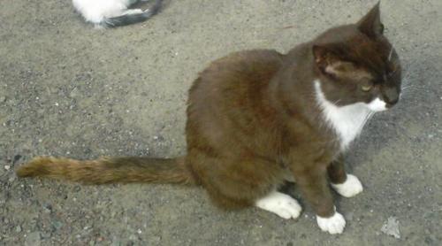 'Brown Cat" - My cat.