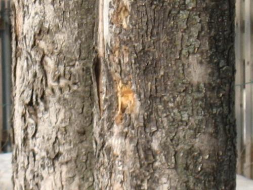 Woodpecker Damage - My Red Maple tree and the woodpecker damage recently done.