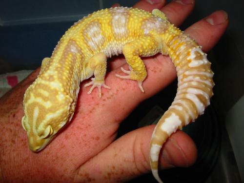 Tremper Albino Leopard Gecko - Extremely yellow tremper albino leopard gecko. His pattern is what would be considered jungle. Approxiamately 90 grams in weight.