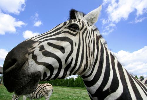 Zebra Head - I like to take my own pictures when I can, but finding a Zebra to photograph would be tough! One of my favorite stock photo sites is http://www.morguefile.com/ which is where this picture is from.