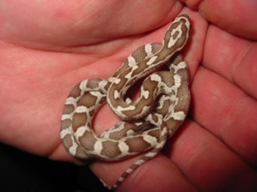 Ghost Corn Snake. - A brand new hatchling ghost cornsnake.