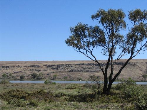 Gum Trees - A lonely gum tree near the Murray River, one of the surviving few after our drought.