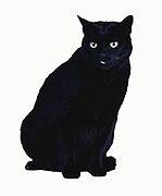 Black Cat - Pitch dark cat.