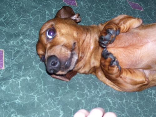 WeenieDog - Dachshunds