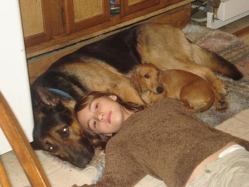 The three stooges - This is a photo of my friends Shepard, weenie dog and Daughter..............AREN'T THEY CUTE