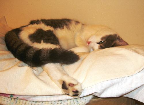 Sylvie napping in my room - This is my first pic on here. Just wanted to give you a peek at beautiful Sylvie napping. ;o)