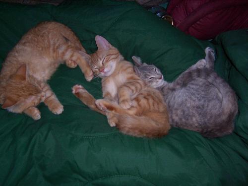 Three peacefully sleeping cats - This photo captured three of our five cats sleeping peacefully together. There are two males...Teeh-Tooh and Novo and our female Shal-lie. Cats have a relaxing aspect and they sleep sooooo soundly. No wonder to me that studies say that cat owners have 1/3 reduction in heart disease under their calming influence.