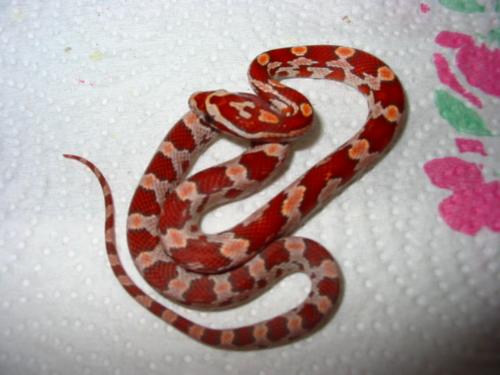A hypomelanistic cornsnake - A brand new hypomelanistic cornsnake hatchling