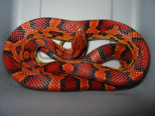 Beautiful okeetee cornsnake. - One of the nicest okeetee cornsnakes I have ever seen.