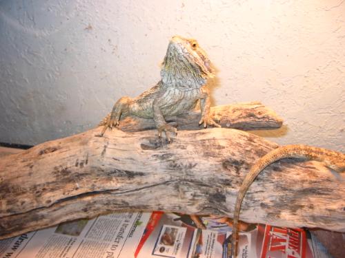 Bearded Dragon - A nice Bearded Dragon posing for the camera.