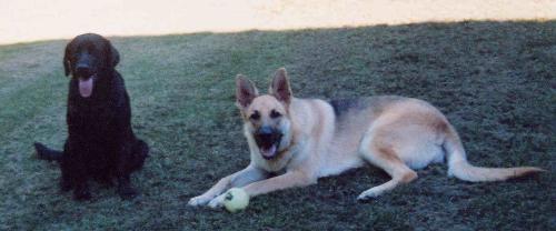 Candy at 6 mo. Sissy at 1 year - Been missing since Nov 17th, 2006. I really miss them both. Sissy has a microchip. Candy does not. We were working on getting her one once hubby retired from the army and moved to where our house and I were but she was taken before we could get her to the base.