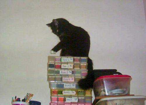 Morgana Perching... - Morgana Perching... Morgana Perching... - Morgana Perching...