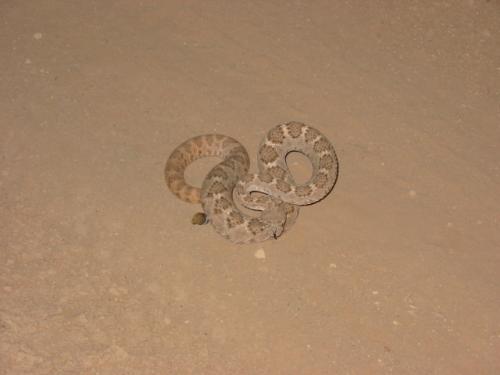 Western Diamond back rattlesnake. - A western diamond back rattlesnake we found on a hike in the desert.