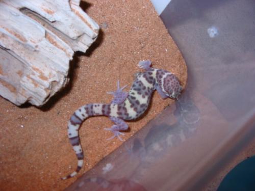 Western Banded Gecko. - A wild caught western banded gecko.