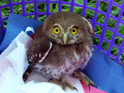 owl - the photo is of a baby owl which represents my name littleowl