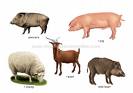 mammals - pic of mammals