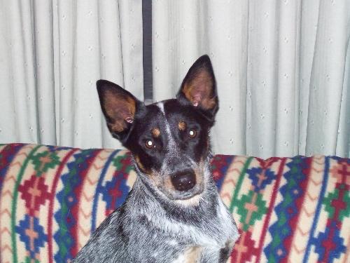 Skeeter, my 1 year old Blue Heeler - Skeeter guarding 'his' couch. He is the only house dog we have, and he thinks he is entitled. He currently has a repritoir of tricks that include, Sit, Shake, High Five, Speak, Inside voice, Lay down, play army, and dance. He is the smartest dog I have ever had.