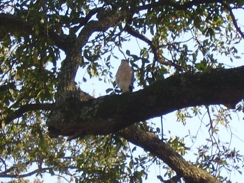 Hawk - Picture #1 of our Hawk