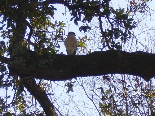 Hawk #2 - Hawk picture 2