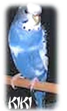 Kiki was the most incredible budgie - Some pets really think they are part of the family, not just a pet :) Kiki was the most incredible budgie - Some pets really think they are part of the family, not just a pet :)