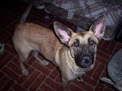 dog - my puppy