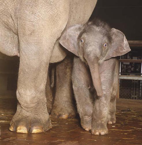 baby elephant - baby with its mother
