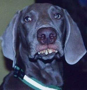 dog - A licker, not a biter dog - A licker, not a biter