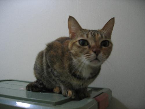 kitty - looking dazed on a box